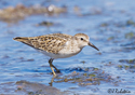 Calidris minutilla